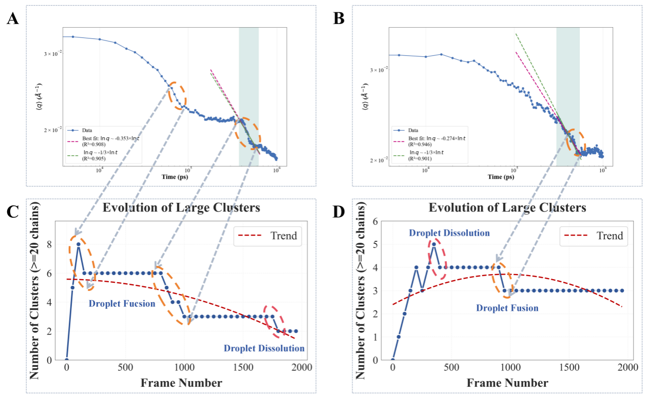 Morphological evolution of droplet fusion and dissolution