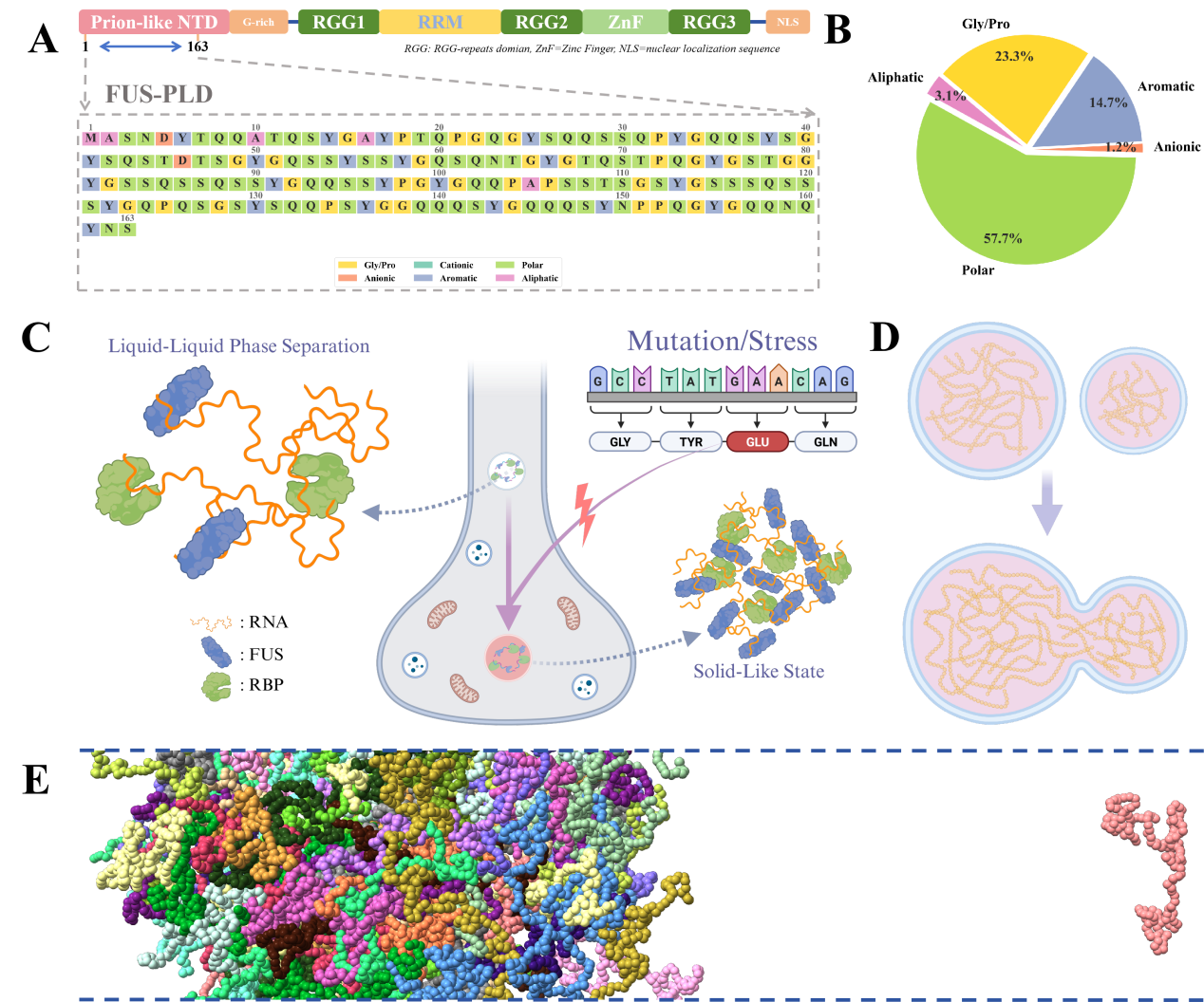 FUS protein liquid-liquid phase separation (LLPS) and its mechanism